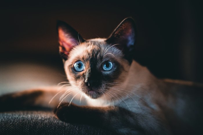 Un gatto siamese dagli occhi azzurri