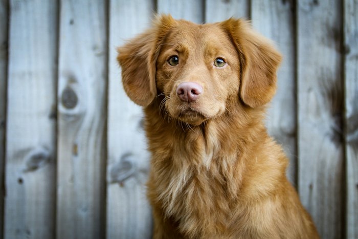 Un cane dal pelo fulvo seduto davanti a una staccionata di legno