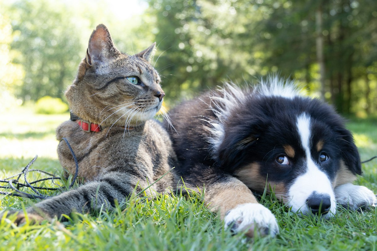 Un gatto tigrato e un cucciolo di bovaro sdraiati vicini sull'erba