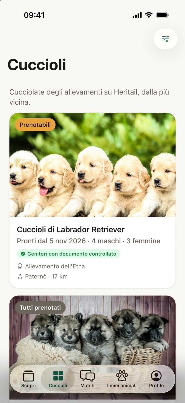 La vetrina Cuccioli con le cucciolate disponibili